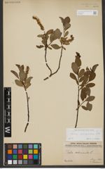 Foto von Salix waldsteiniana Willd.